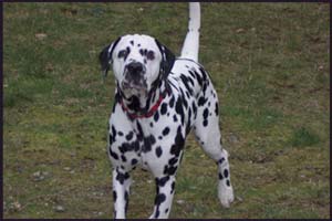 picture of dalmation